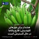 هشدار برای موزهای کاوندیش؛ قارچ پاناما در حال گسترش است