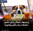 پیشنهاد جنجالی برای حضور سگ‌ها در پاب‌های ویکتوریا