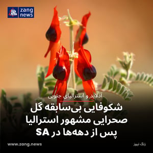 شکوفایی بی‌سابقه گل صحرایی مشهور استرالیا پس از دهه‌ها در SA