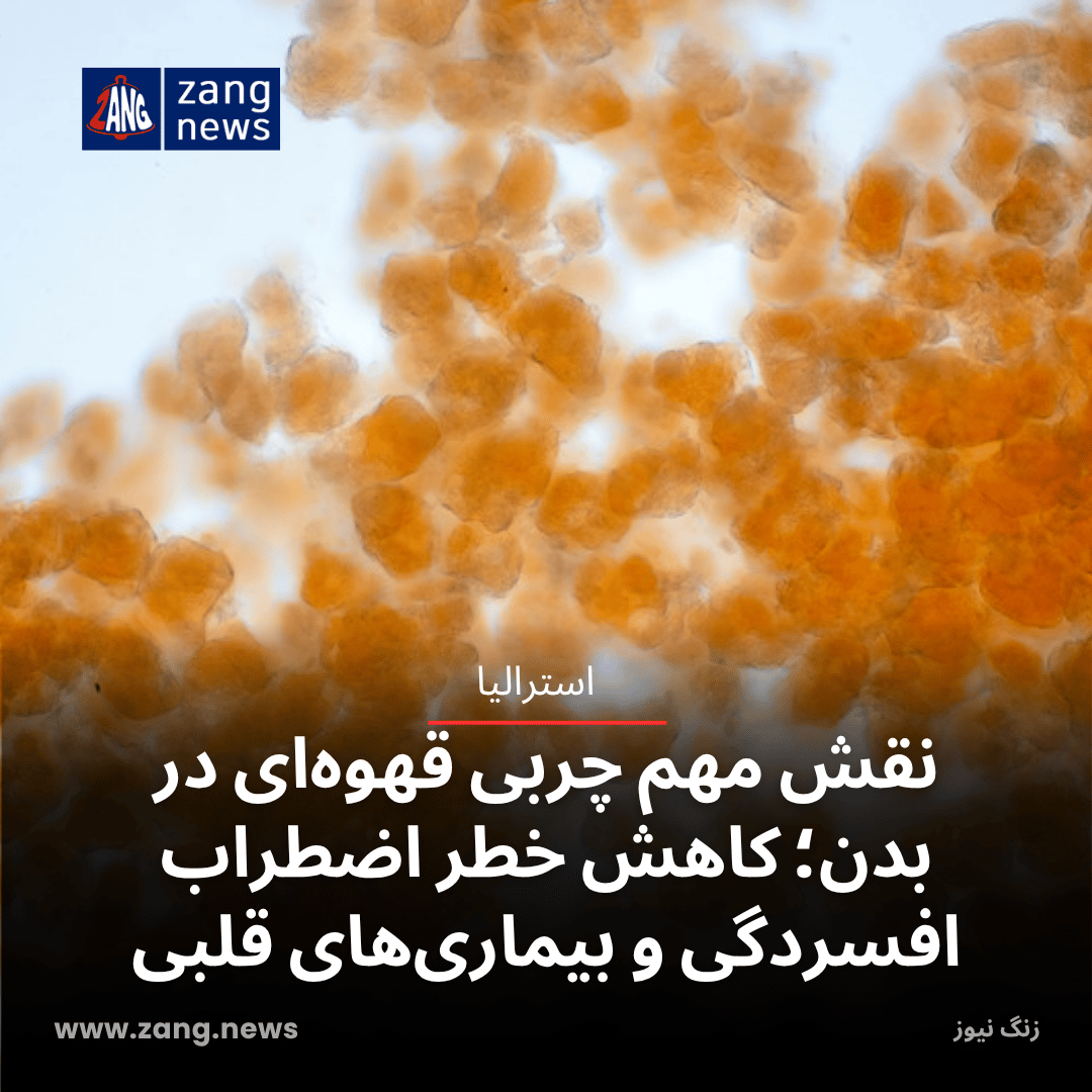 نقش مهم چربی قهوه‌ای در بدن؛ کاهش خطر اضطراب، افسردگی و بیماری‌های قلبی