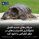 سیلاب‌های شدید فصل تخم‌گذاری لاک‌پشت‌های در خطر انقراض را نابود کرد