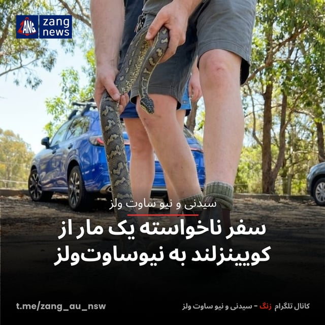 سفر ناخواسته یک مار از کویینزلند به نیوساوت‌ولز
