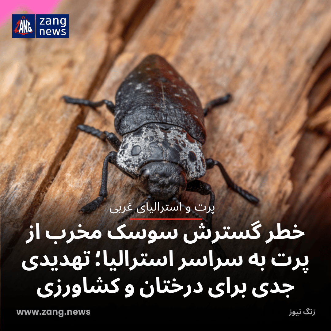 خطر گسترش سوسک مخرب از پرت به سراسر استرالیا؛ تهدیدی جدی برای درختان و کشاورزی