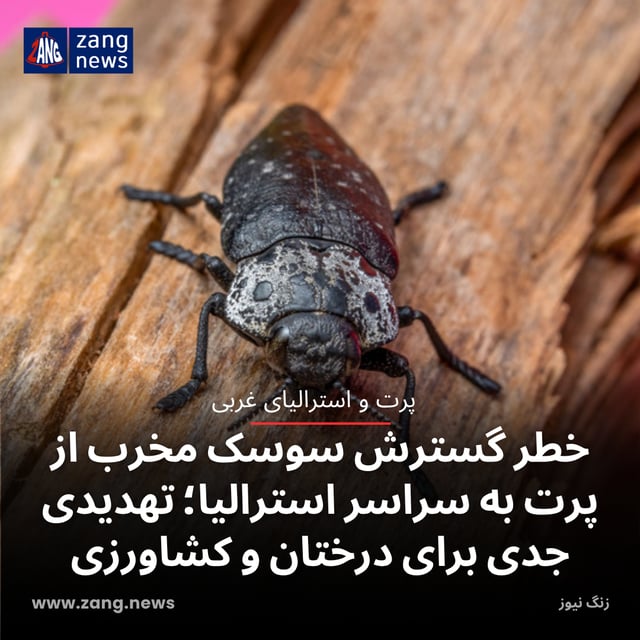 خطر گسترش سوسک مخرب از پرت به سراسر استرالیا؛ تهدیدی جدی برای درختان و کشاورزی