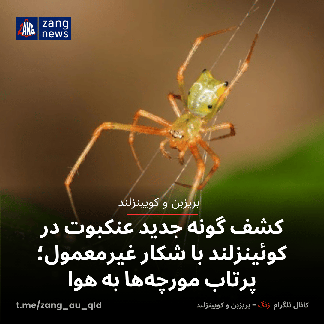 کشف گونه جدید عنکبوت در کوئینزلند با شکار غیرمعمول؛ پرتاب مورچه‌ها به هوا