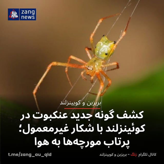 کشف گونه جدید عنکبوت در کوئینزلند با شکار غیرمعمول؛ پرتاب مورچه‌ها به هوا