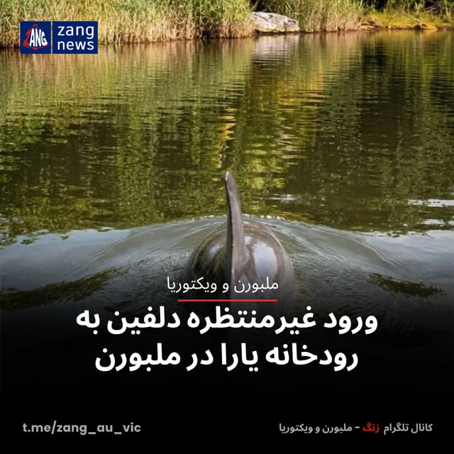 ورود غیرمنتظره دلفین به رودخانه یارا در ملبورن