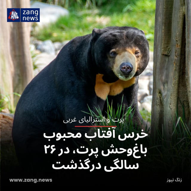 خرس آفتاب محبوب باغ‌وحش پرت، در ۲۶ سالگی درگذشت