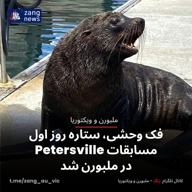فک وحشی، ستاره روز اول مسابقات Petersville در ملبورن شد