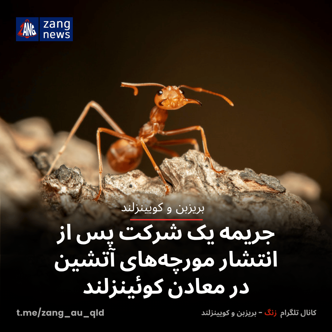 جریمه یک شرکت پس از انتشار مورچه‌های آتشین در معادن کوئینزلند