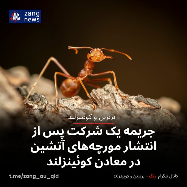 جریمه یک شرکت پس از انتشار مورچه‌های آتشین در معادن کوئینزلند