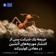جریمه یک شرکت پس از انتشار مورچه‌های آتشین در معادن کوئینزلند