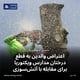 اعتراض والدین به قطع درختان مدارس ویکتوریا برای مقابله با آتش‌سوزی
