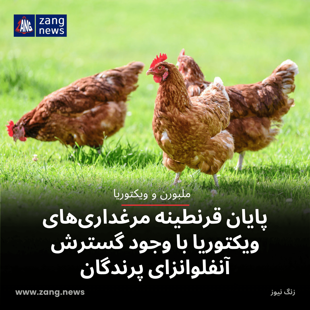 پایان قرنطینه مرغداری‌های ویکتوریا با وجود گسترش آنفلوانزای پرندگان