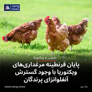 پایان قرنطینه مرغداری‌های ویکتوریا با وجود گسترش آنفلوانزای پرندگان