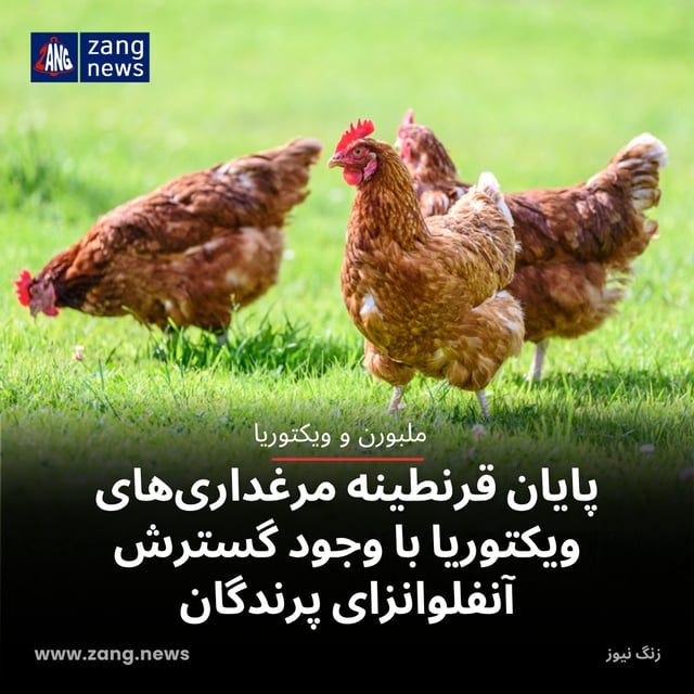 پایان قرنطینه مرغداری‌های ویکتوریا با وجود گسترش آنفلوانزای پرندگان