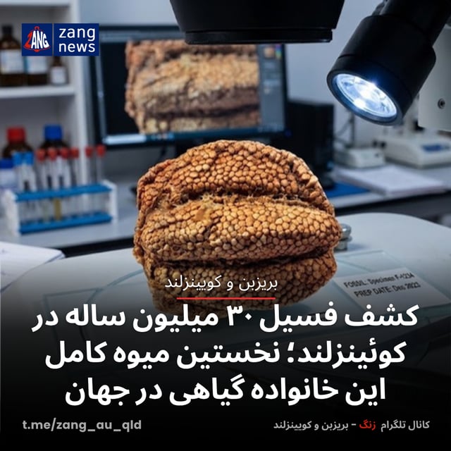 کشف فسیل ۳۰ میلیون ساله در کوئینزلند؛ نخستین میوه کامل این خانواده گیاهی در جهان