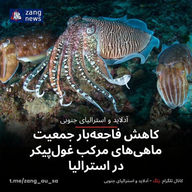 کاهش فاجعه‌بار جمعیت ماهی‌های مرکب غول‌پیکر در استرالیا