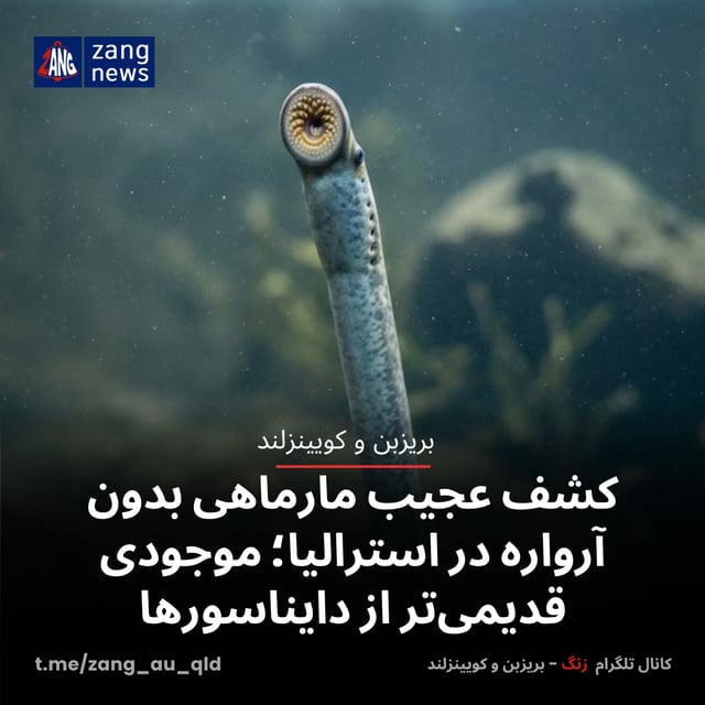 کشف عجیب مارماهی بدون آرواره در استرالیا؛ موجودی قدیمی‌تر از دایناسورها