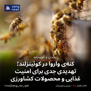 کنه‌ی واروا در کوئینزلند؛ تهدیدی جدی برای امنیت غذایی و محصولات کشاورزی