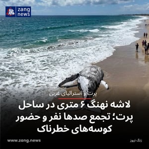 لاشه نهنگ ۶ متری در ساحل پرت؛ تجمع صدها نفر و حضور کوسه‌های خطرناک
