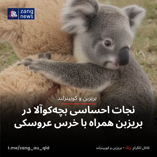 نجات احساسی بچه‌کوآلا در بریزبن همراه با خرس عروسکی