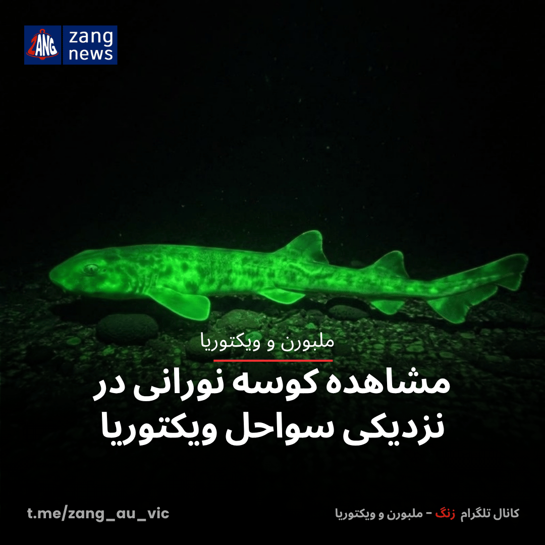 مشاهده کوسه نورانی در نزدیکی سواحل ویکتوریا