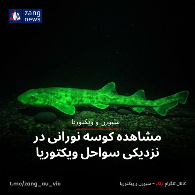 مشاهده کوسه نورانی در نزدیکی سواحل ویکتوریا