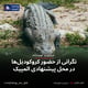 نگرانی از حضور کروکودیل‌ها در محل پیشنهادی المپیک