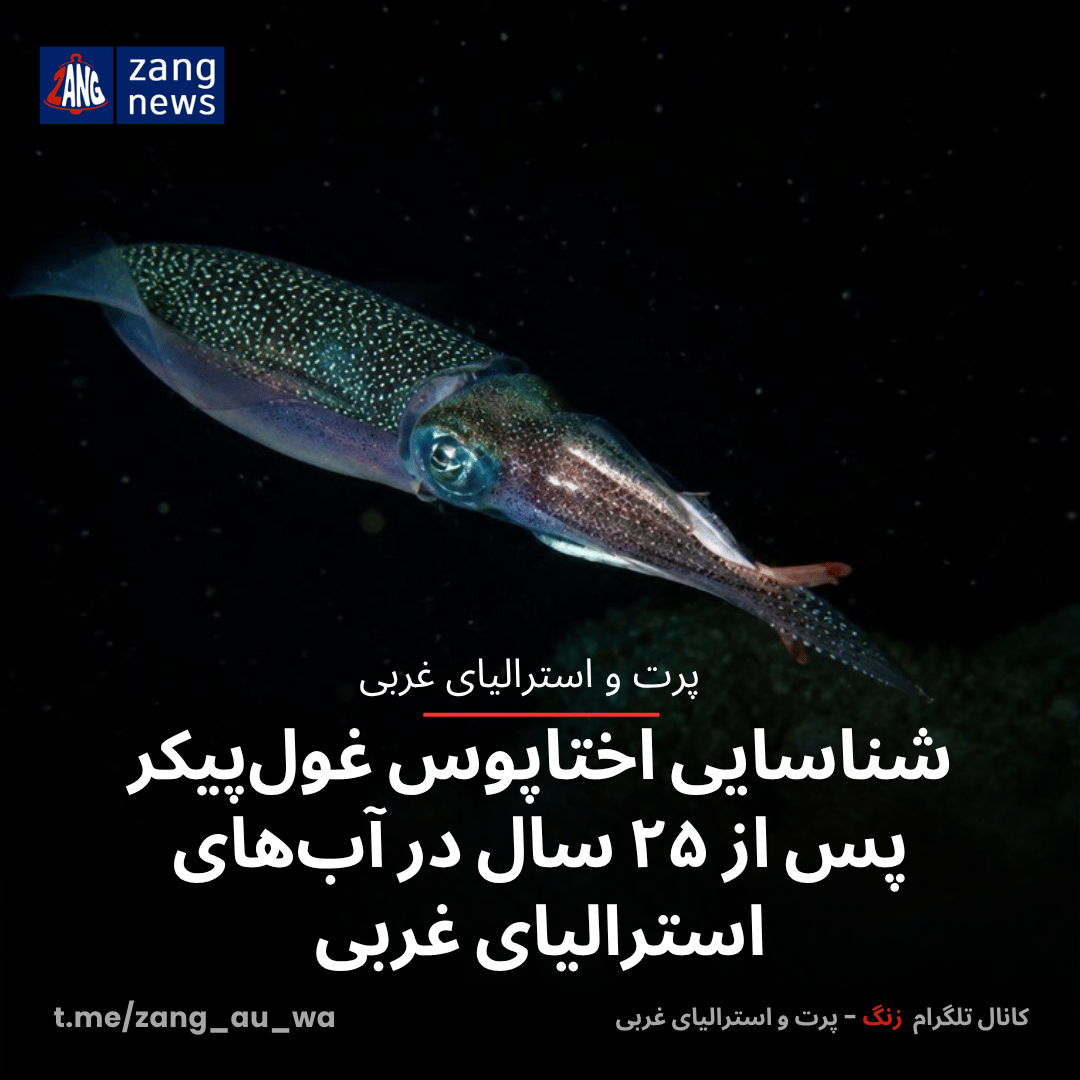 شناسایی اختاپوس غول‌پیکر پس از ۲۵ سال در آب‌های استرالیای غربی
