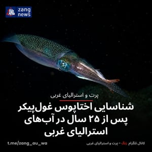 شناسایی اختاپوس غول‌پیکر پس از ۲۵ سال در آب‌های استرالیای غربی