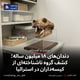 دندان‌های ۱۸ میلیون ساله؛ کشف گروه ناشناخته‌ای از کیسه‌داران در استرالیا