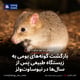 بازگشت گونه‌های بومی به زیستگاه طبیعی پس از سال‌ها در نیوساوت‌ولز