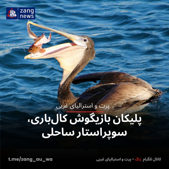 پلیکان بازیگوش کال‌باری، سوپراستار ساحلی