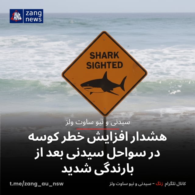 هشدار افزایش خطر کوسه‌ در سواحل سیدنی بعد بارندگی شدید