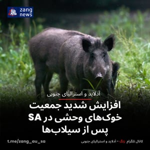 افزایش شدید جمعیت خوک‌های وحشی در SA پس از سیلاب‌ها