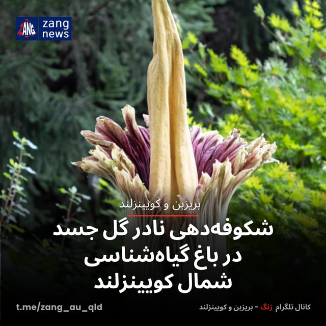 شکوفه‌دهی نادر گل جسد در باغ گیاه‌شناسی شمال کویینزلند