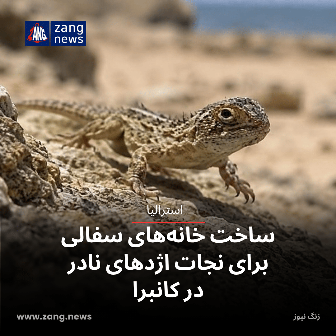 ساخت خانه‌های سفالی برای نجات اژدهای نادر در کانبرا