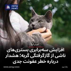 افزایش سه‌برابری بستری‌های ناشی از گازگرفتگی گربه؛ هشدار درباره خطر عفونت جدی