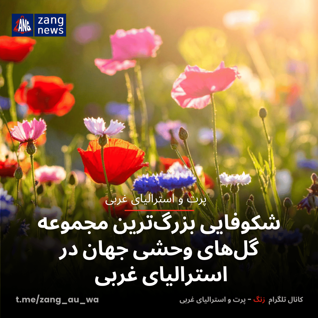 شکوفایی بزرگ‌ترین مجموعه گل‌های وحشی جهان در استرالیای غربی