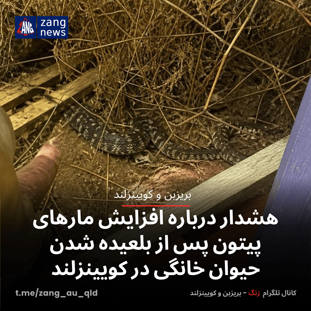 هشدار درباره افزایش مارهای پیتون پس از بلعیده شدن حیوان خانگی در کویینزلند