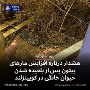 هشدار درباره افزایش مارهای پیتون پس از بلعیده شدن حیوان خانگی در کویینزلند