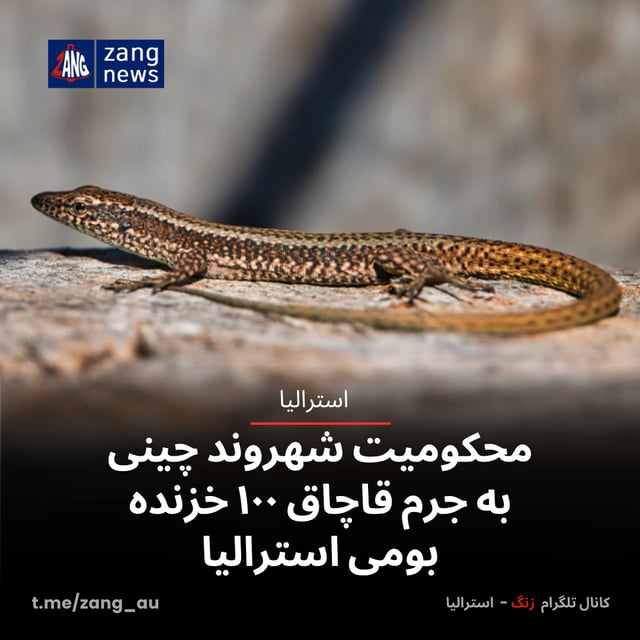 محکومیت شهروند چینی به جرم قاچاق ۱۰۰ خزنده بومی استرالیا