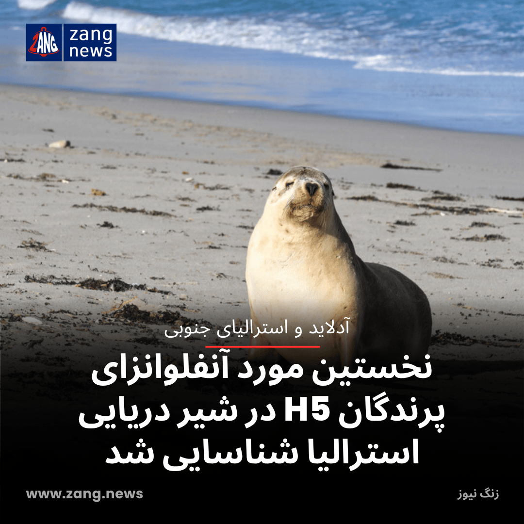 نخستین مورد آنفلوانزای پرندگان H5 در شیر دریایی استرالیا شناسایی شد