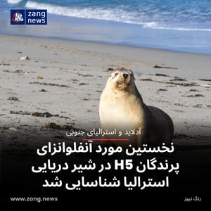 نخستین مورد آنفلوانزای پرندگان H5 در شیر دریایی استرالیا شناسایی شد