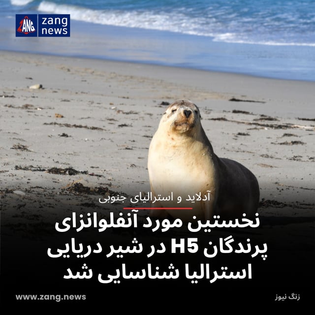 نخستین مورد آنفلوانزای پرندگان H5 در شیر دریایی استرالیا شناسایی شد