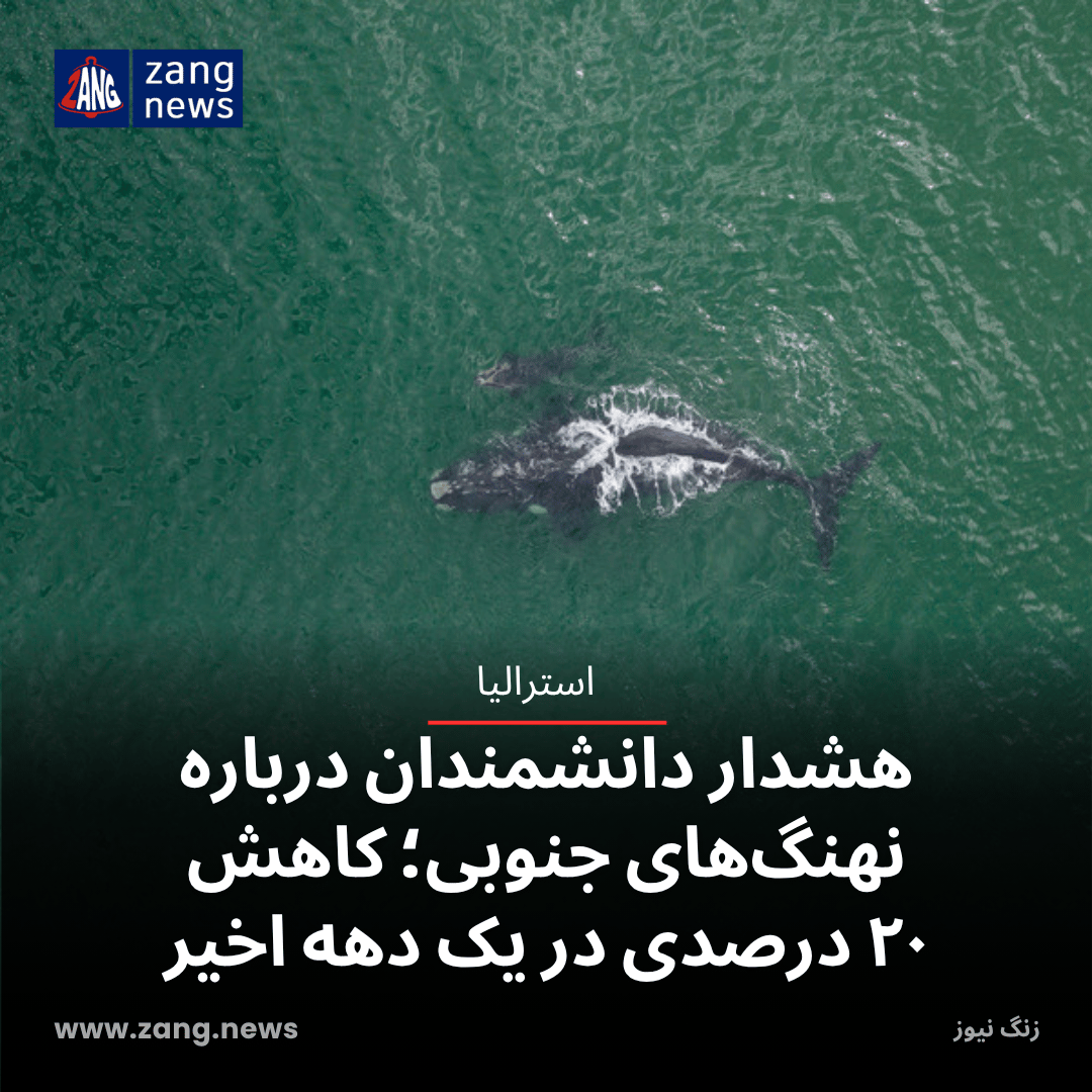 هشدار دانشمندان درباره نهنگ‌های جنوبی؛ کاهش ۲۰ درصدی در یک دهه اخیر
