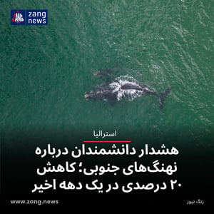 هشدار دانشمندان درباره نهنگ‌های جنوبی؛ کاهش ۲۰ درصدی در یک دهه اخیر