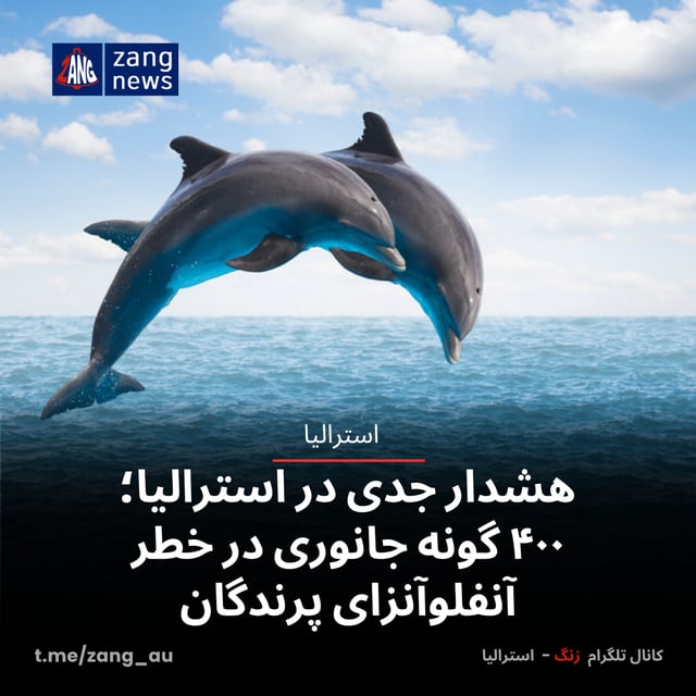 هشدار جدی در استرالیا؛ ۴۰۰ گونه جانوری در خطر آنفلوآنزای پرندگان