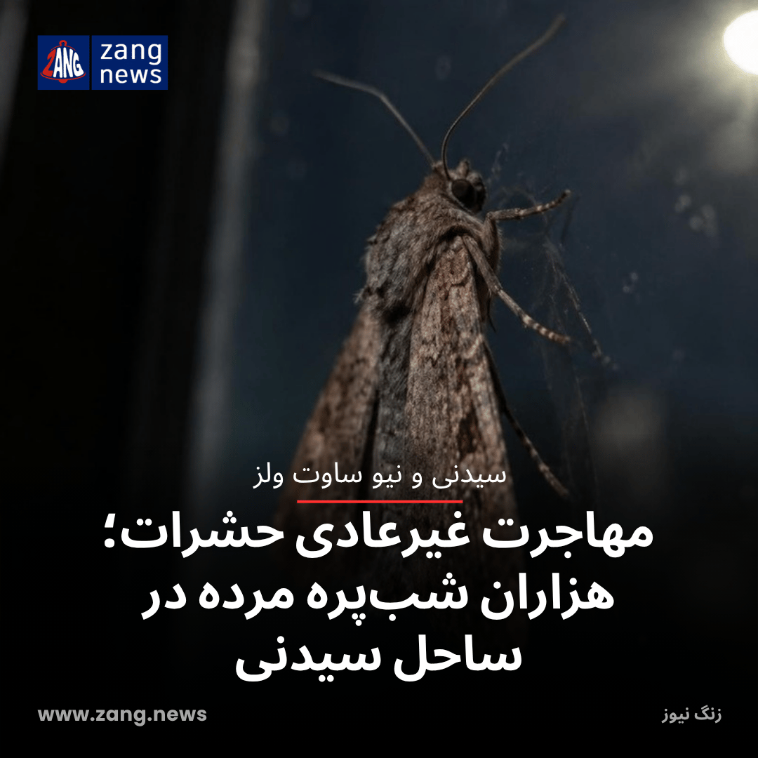 مهاجرت غیرعادی حشرات؛ هزاران شب‌پره مرده در ساحل سیدنی